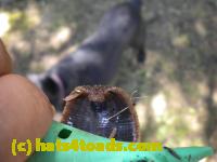 /home//u458753944/public_html/sourcegallery//Insects and small critters/slugs snails leaches (Gastropoda and Annelida)/DSCN8375.JPG